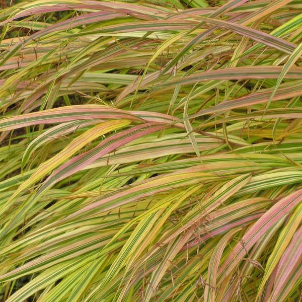 Hakonecholoa macra Aureola, Japanese Forest Grass
