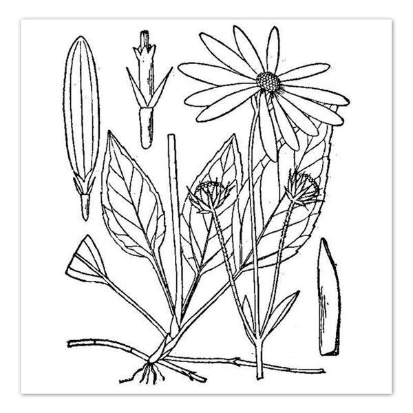 Helianthus occidentalis – Western Sunflower