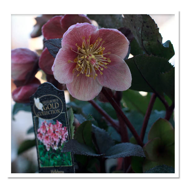 Helleborus Pink Frost, Lenten Rose