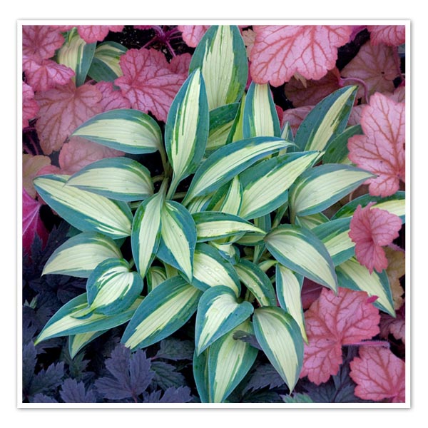 Hosta Little Treasure - Sugar Creek Gardens