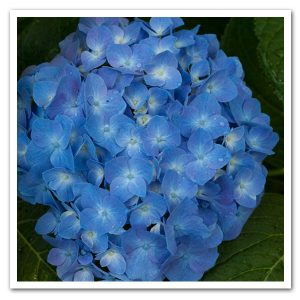 Hydrangea macrophylla Blue Jangles, Bigleaf Hydrangea