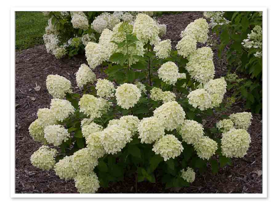 Special offer 1 large hydrangea paniculata little lime large plants 45cm 