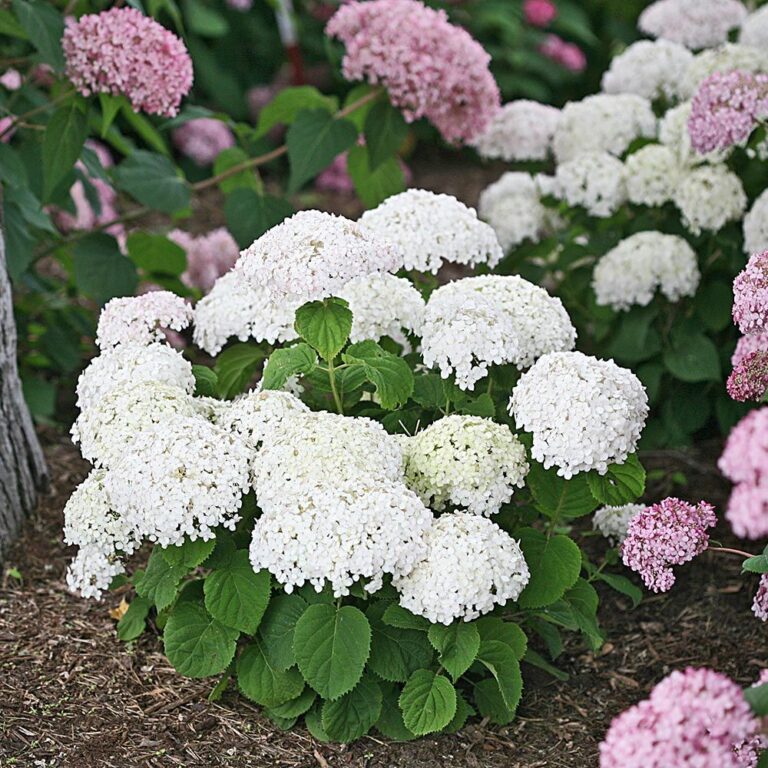 Hydrangea Wee White, Smooth Hydrangea - Sugar Creek Gardens