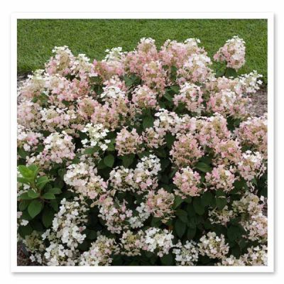 Hydrangea paniculata – Little Quick Fire Panicle Hydrangea