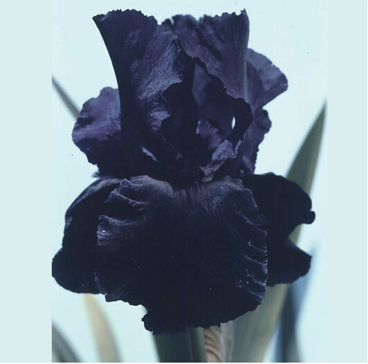 Iris Superstition, Repeat Blooming German Iris