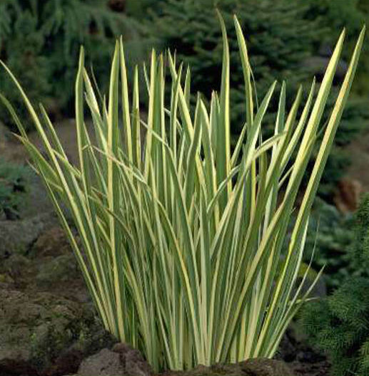 Iris ensata Variegata, Japanese Iris