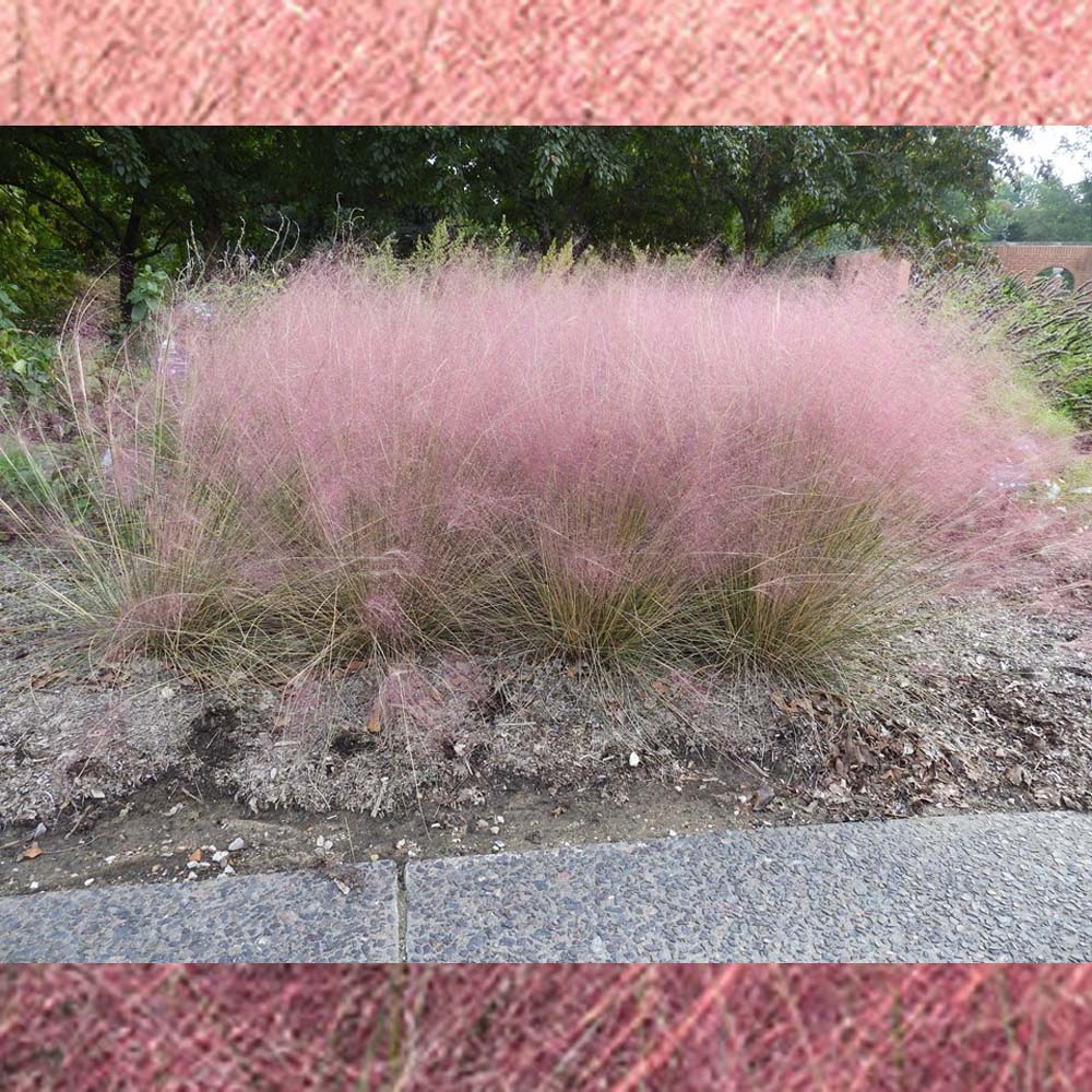 Muhlenbergia – Fast Forward Pink Muhly Grass