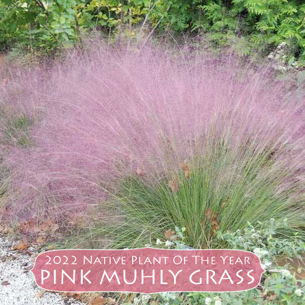 Muhlenbergia Pink Muhly Grass 2022 Native Plant Of The Year