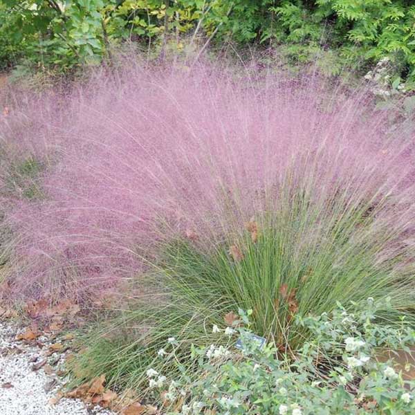 Muhlenbergia Capillaris Pink Muhlygrass Sugar Creek Gardens