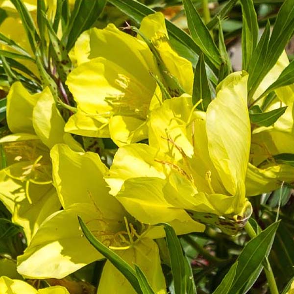 oenothera macrocarpa