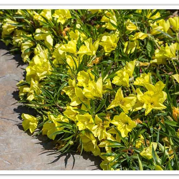 Oenothera macrocarpa – Missouri Evening Primrose