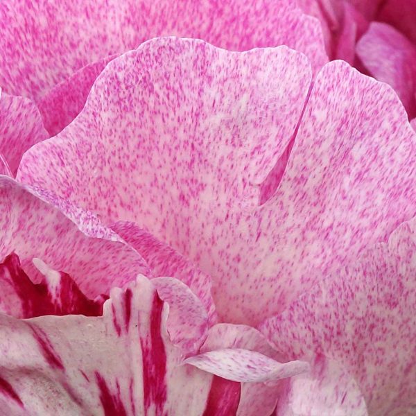 Paeonia – The Fawn Peony – Fresh Dug Roots for Fall Planting