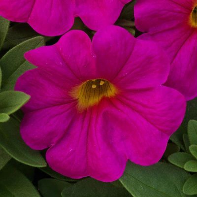 Petchoa – Neon Rose Petunia Hybrid
