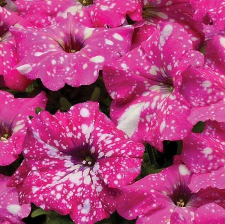 Petunia Pink Sky, Galaxy Petunia Sugar Creek Gardens