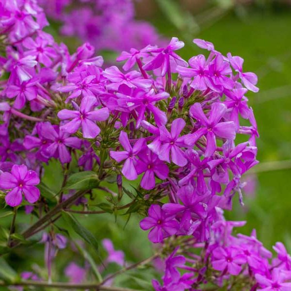 Phlox paniculata – Garden Phlox