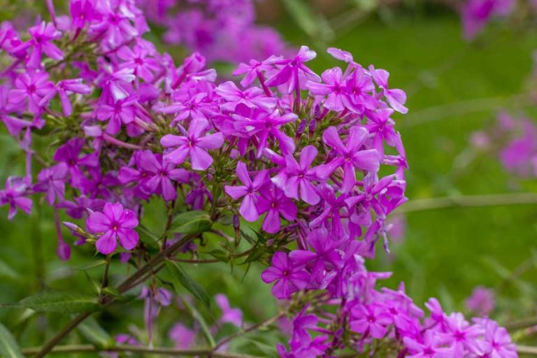 Phlox paniculata - Garden Phlox - Sugar Creek Gardens