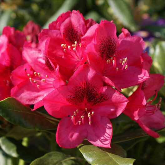 Rhododendron Nova Zembla - Sugar Creek Gardens