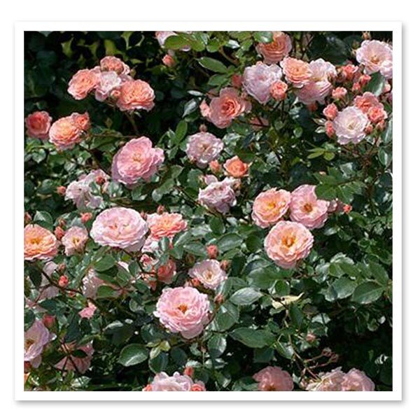 Rose Drift Apricot, Ground Cover Rose