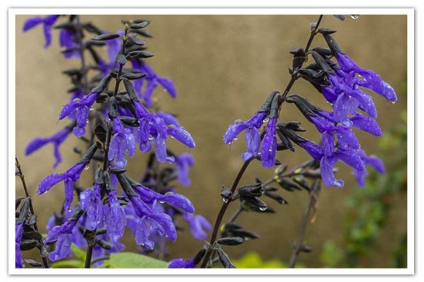 Salvia Black and Bloom, Anise Scented Sage