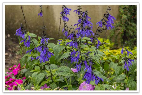 Salvia Black and Bloom, Anise Scented Sage