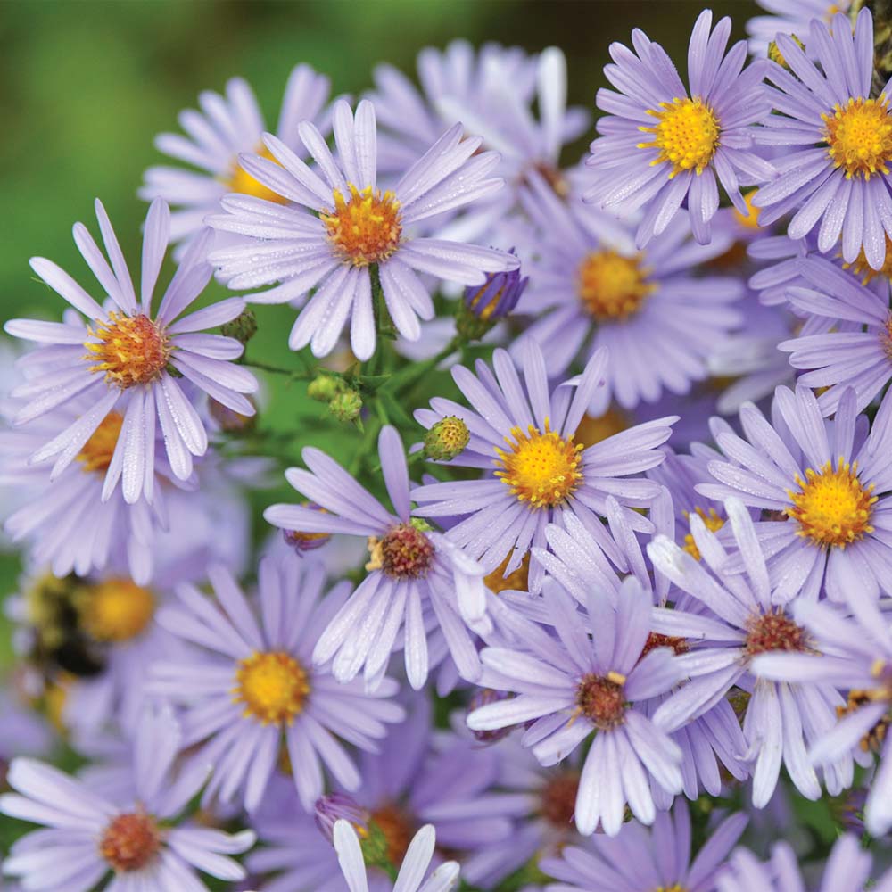 Aster laevis – Bluebird Smooth Blue Aster