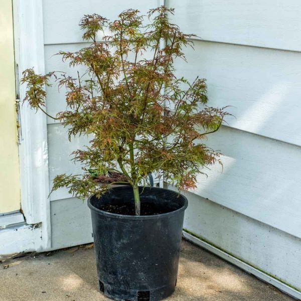 Acer Baby Lace Japanese Maple