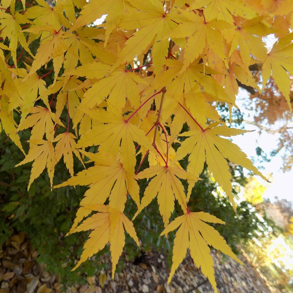 Acer – Sango Kaku Coral Bark Japanese Maple