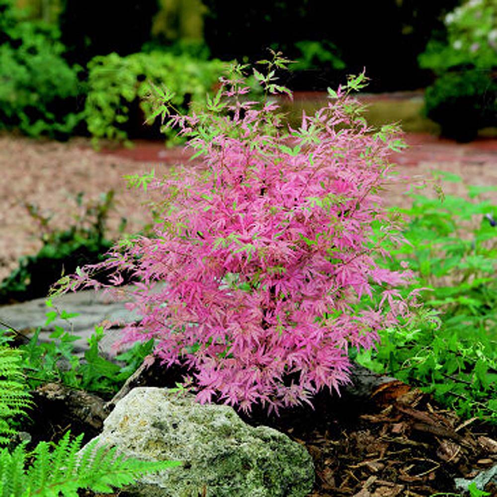 Acer – Taylor Japanese Maple