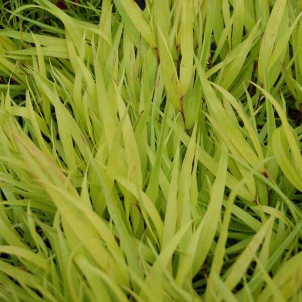 Hakonechloa All Gold Japanese Forest Grass