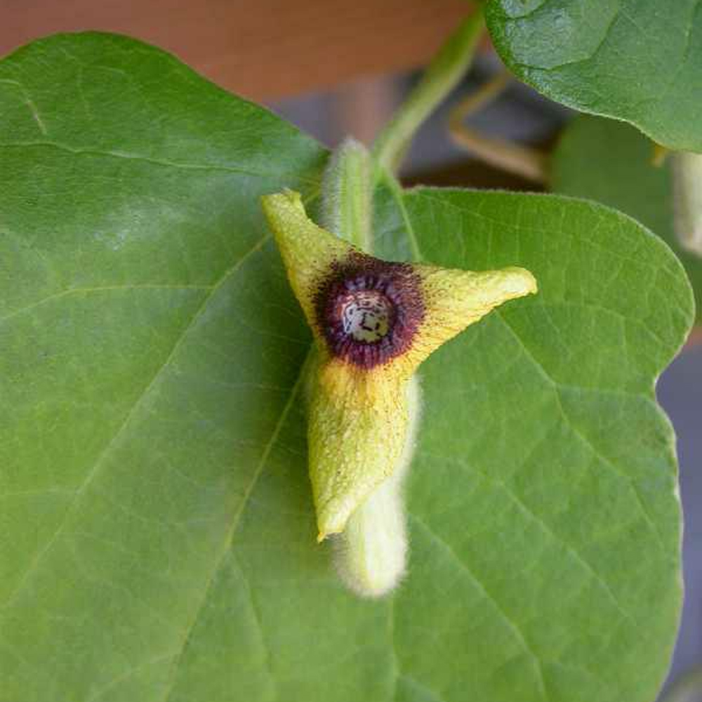 Aristolochia tomentosa – Dutchman’s Pipe