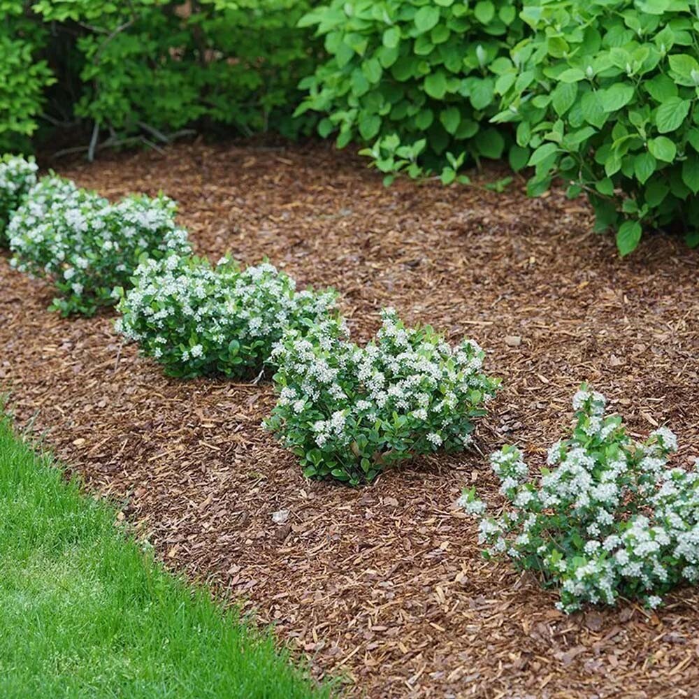 Low Scape Mound Chokeberry