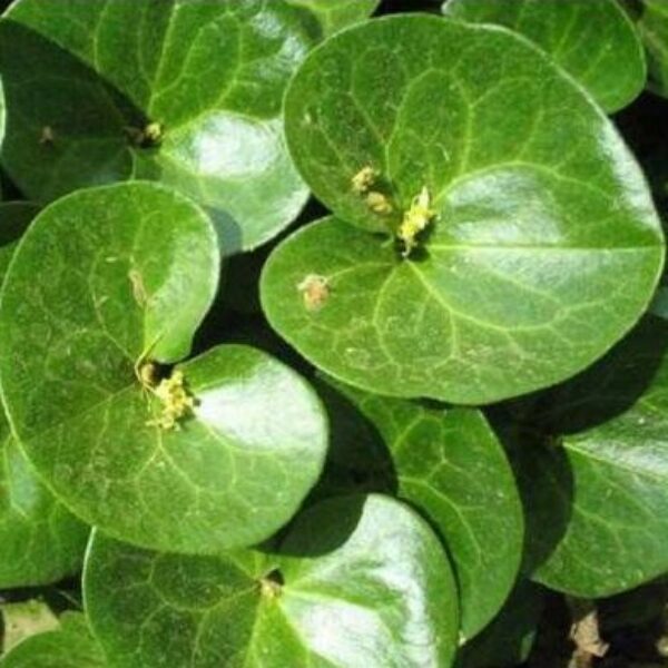 Shade Plants for St. Louis Missouri Area Sugar Creek Gardens