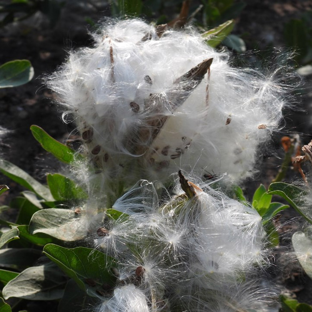 Asclepias viridis – Green Milkweed