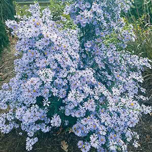 Aster laevis – Bluebird Smooth Blue Aster