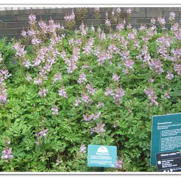 Astilbe – Pumila False Spirea