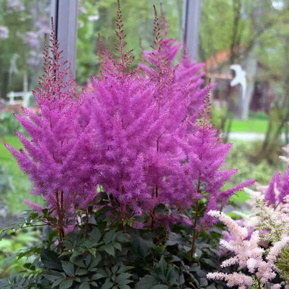 Astilbe Nemo – False Spirea