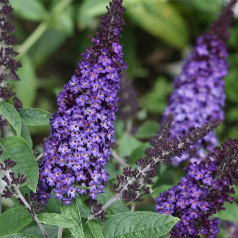 Buddleia - Pugster Blue Butterfly Bush - Sugar Creek Gardens