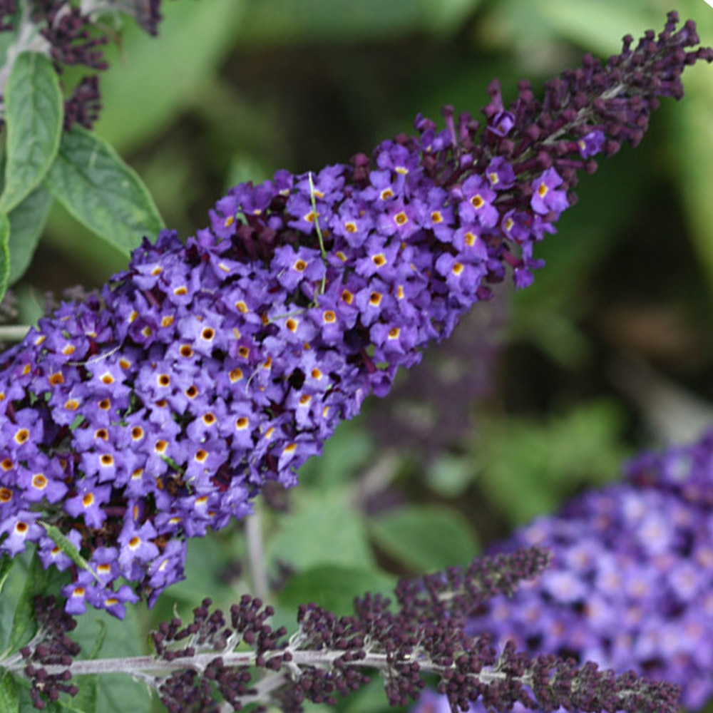 Buddleia Pugster Blue Butterfly Bush Sugar Creek Gardens