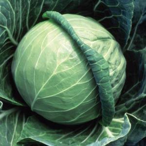 Cabbage Green - Organic