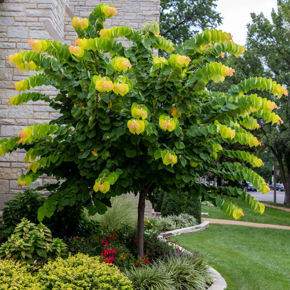 Eastern Redbud Tree In Fall