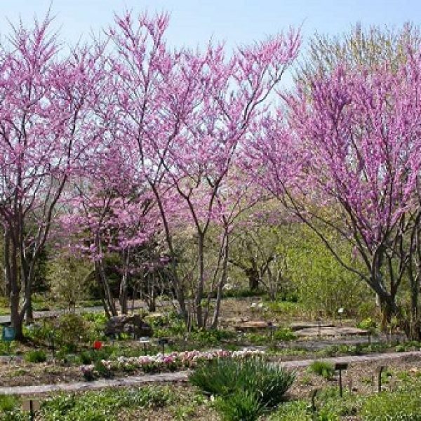 Missouri Native Plants Sugar Creek Gardens