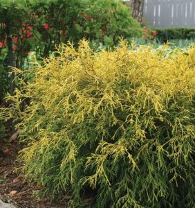 Chamaecyparis King's Gold False Cypress - Sugar Creek Gardens