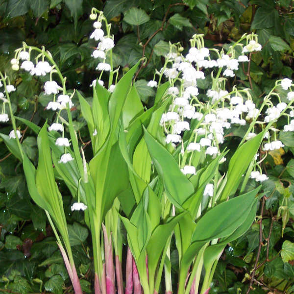Convallaria Bordeaux Lily Of The Valley