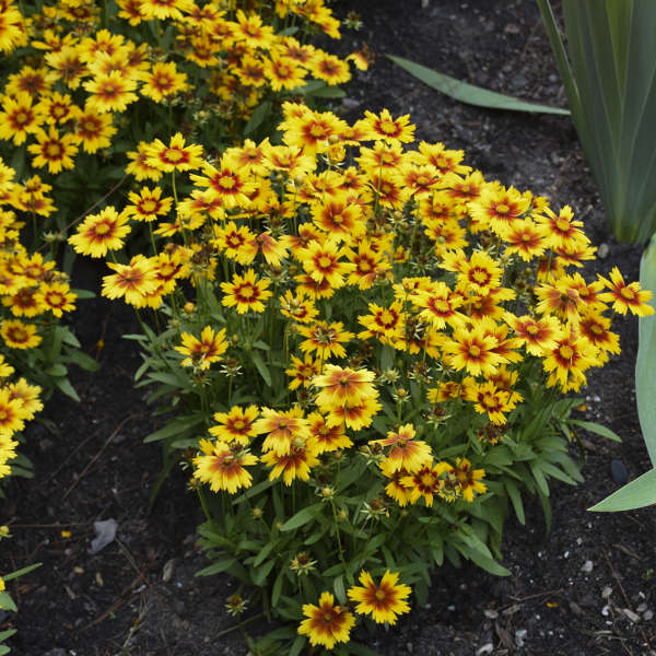 Coreopsis – Uptick Gold and Bronze Tickseed