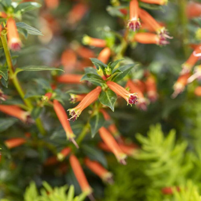 Firecracker Plant Vermillionaire - Sugar Creek Gardens