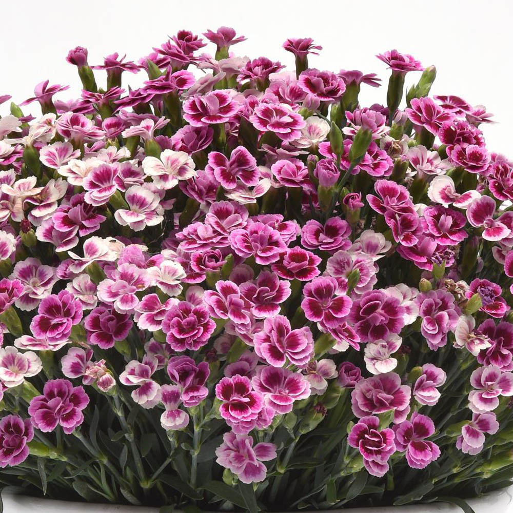 Dianthus – Pink Kisses Pinks