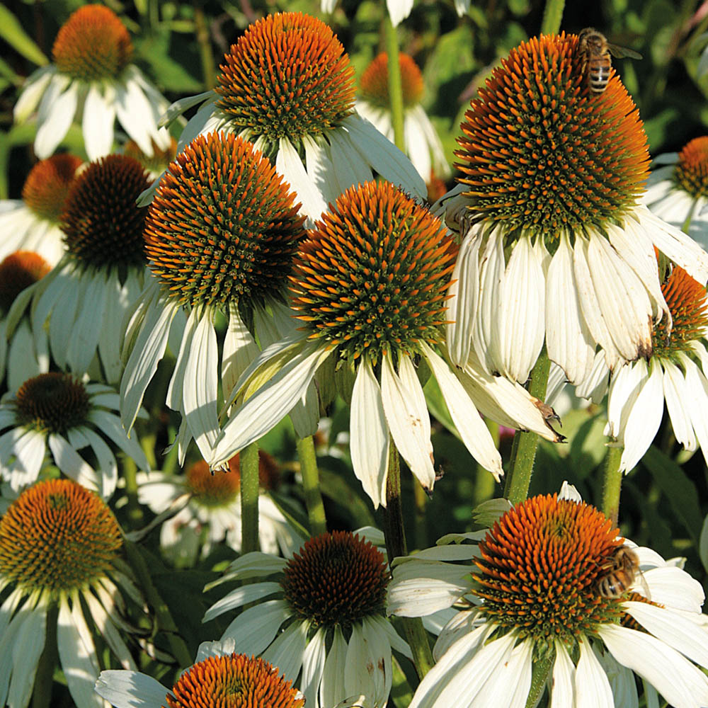 Echinacea – White Swan Coneflower