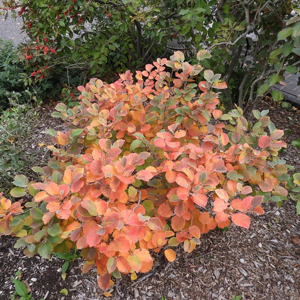 Fothergilla gardenii – Dwarf Fothergilla