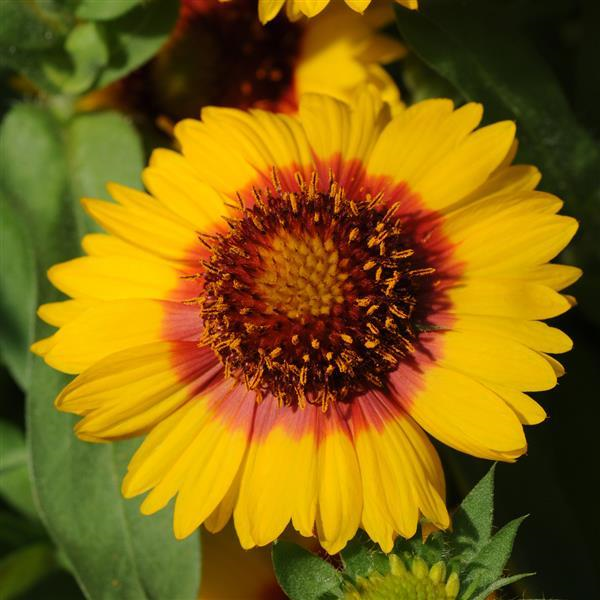 Gaillardia – Mesa Bright Bicolor Blanket Flower
