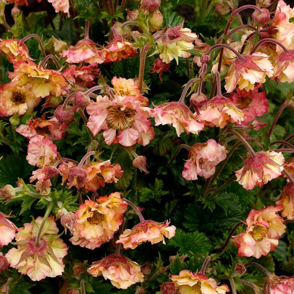 As pretty and frilly as a can be, Petticoats Peach Avens, Geum, brings beautiful flowers of peach pink and soft yellow.